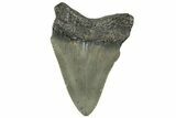 Serrated, Juvenile Megalodon Tooth - North Carolina #307316-1